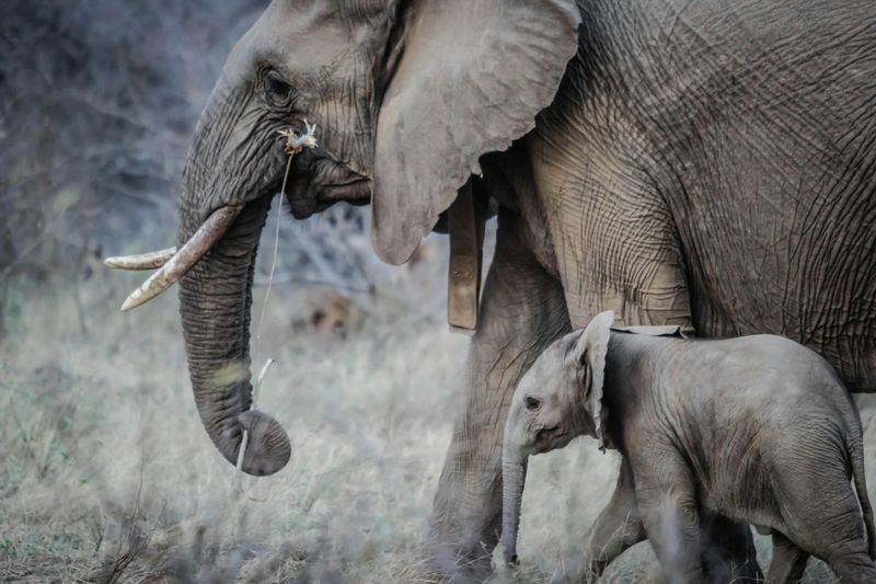 Elephants Mourning Their Dead