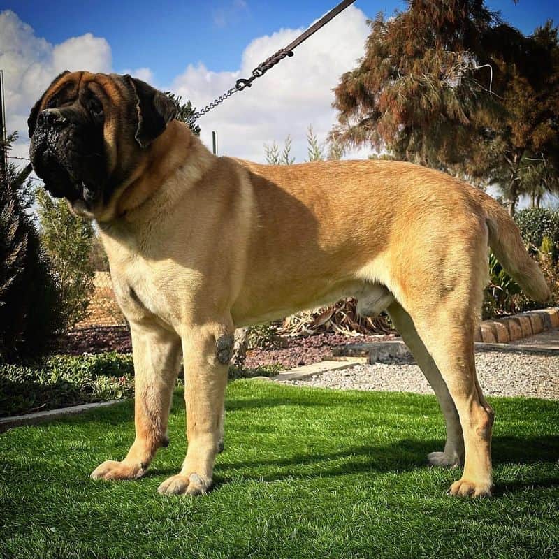 English Mastiff