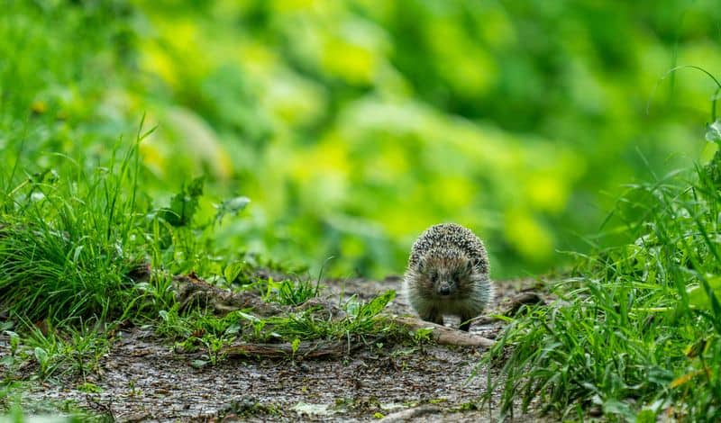 Ensure a Hedgehog Highway