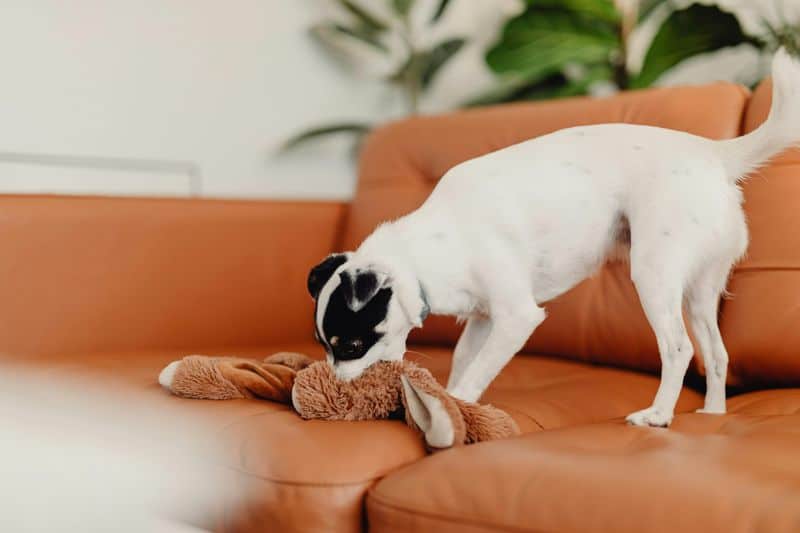 Excessive Licking or Chewing