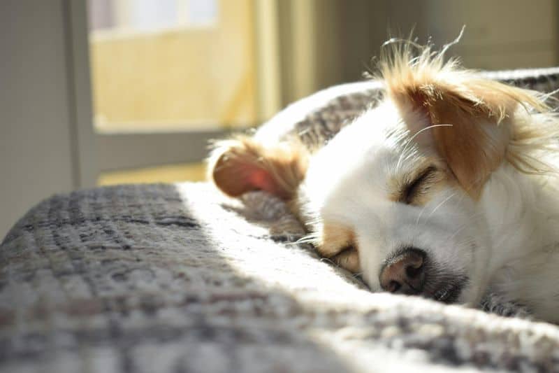 Excessive Sleeping
