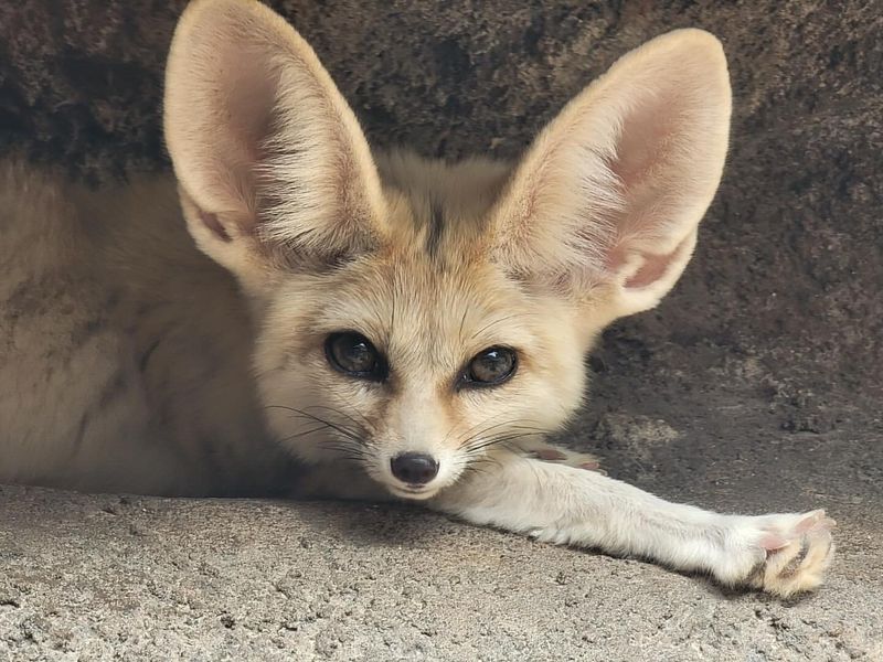 Fennec Fox