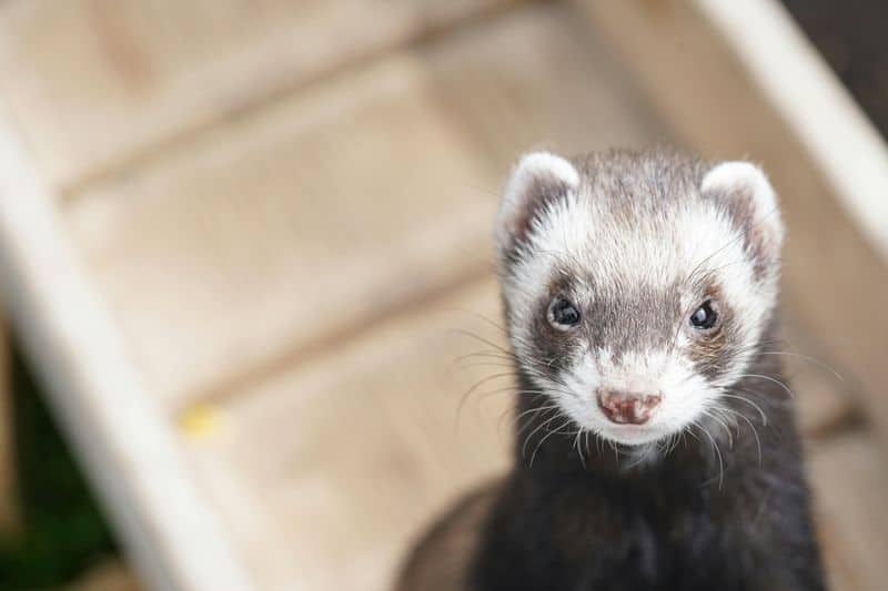 Ferret