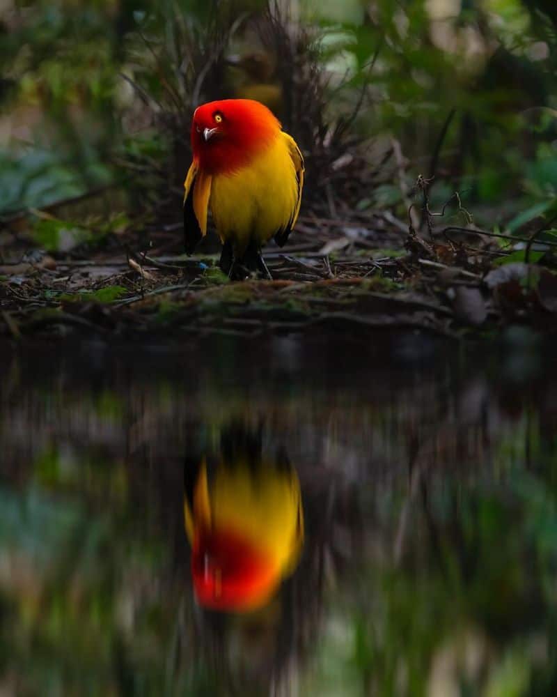 Flame Bowerbird