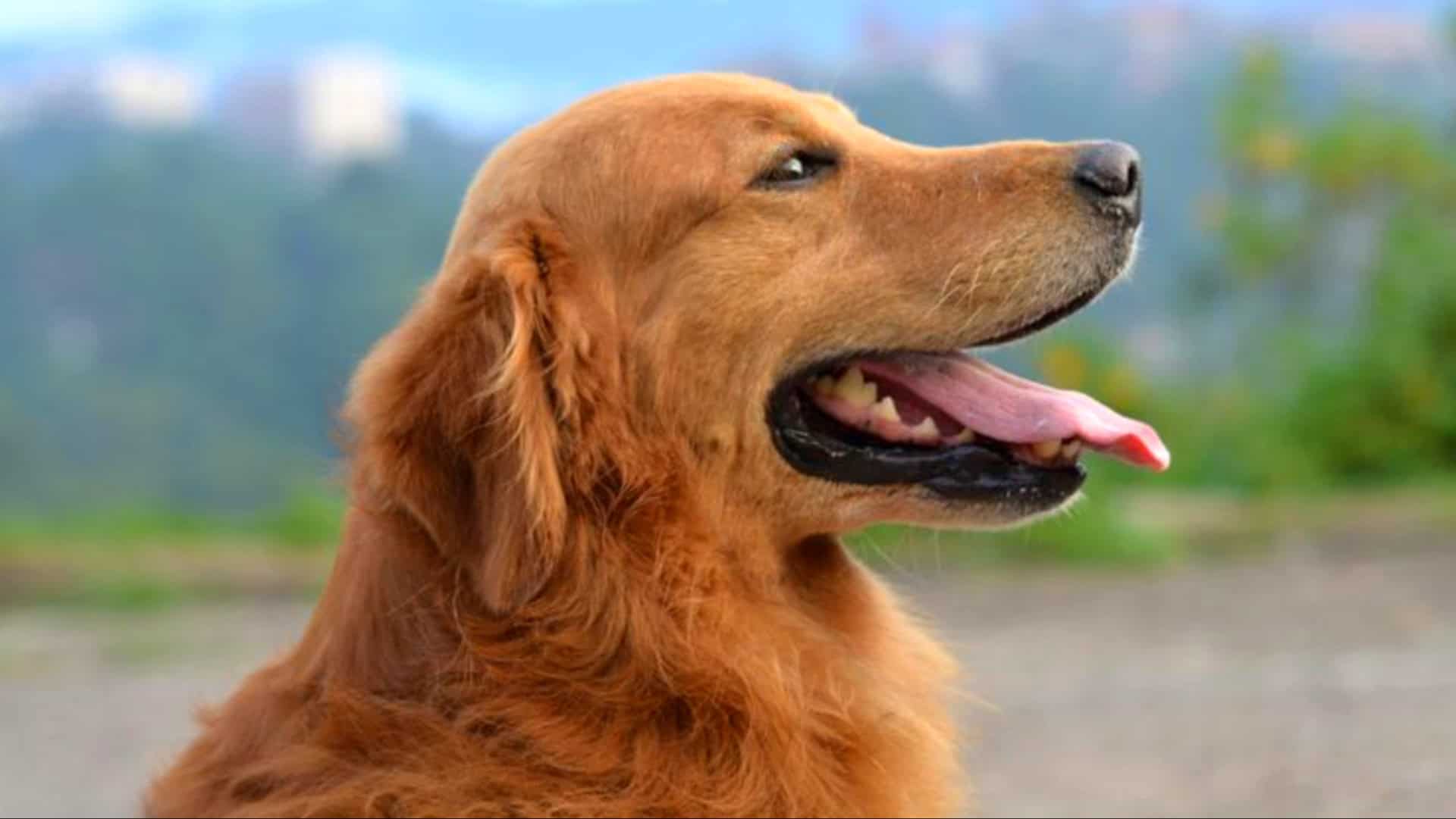 Golden Retrievers