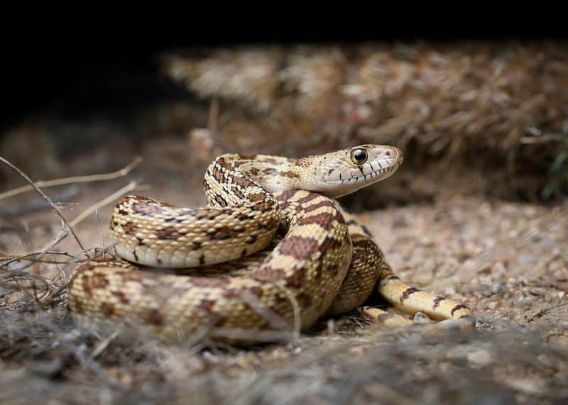 Gopher Snake