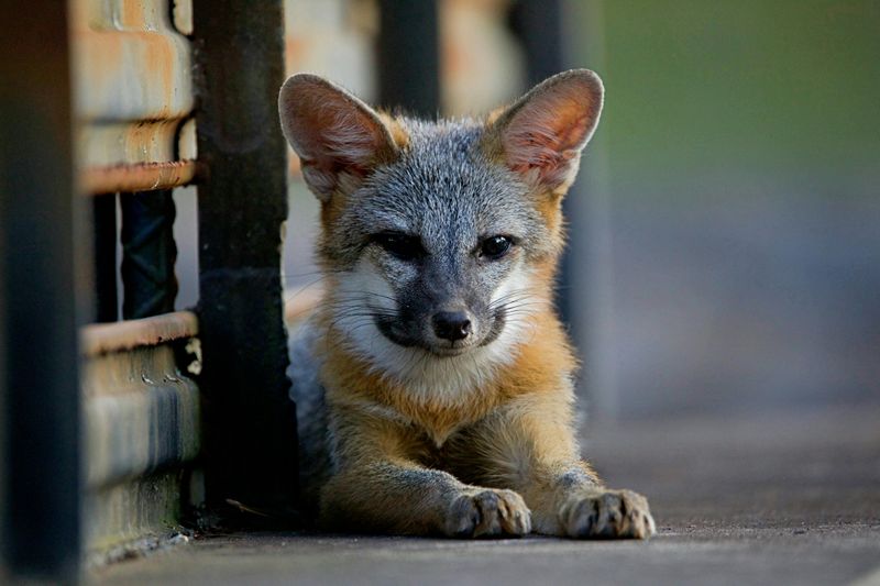 Gray Fox