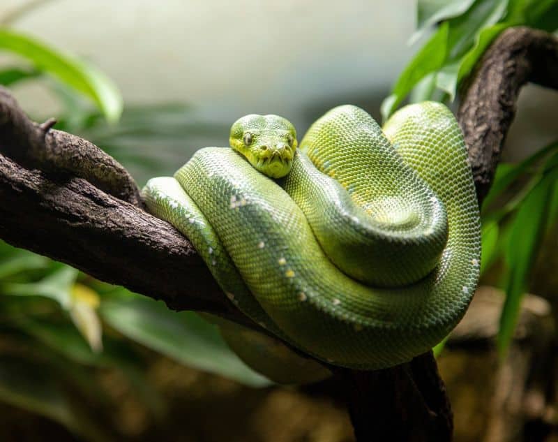 Green Tree Python