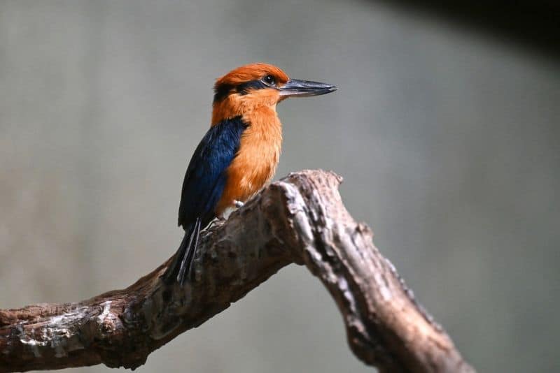 Guam Kingfisher