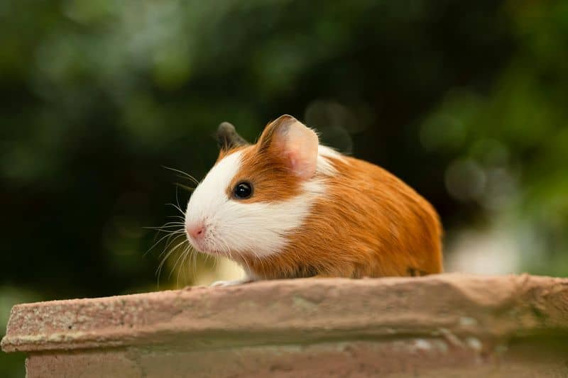 Guinea Pig