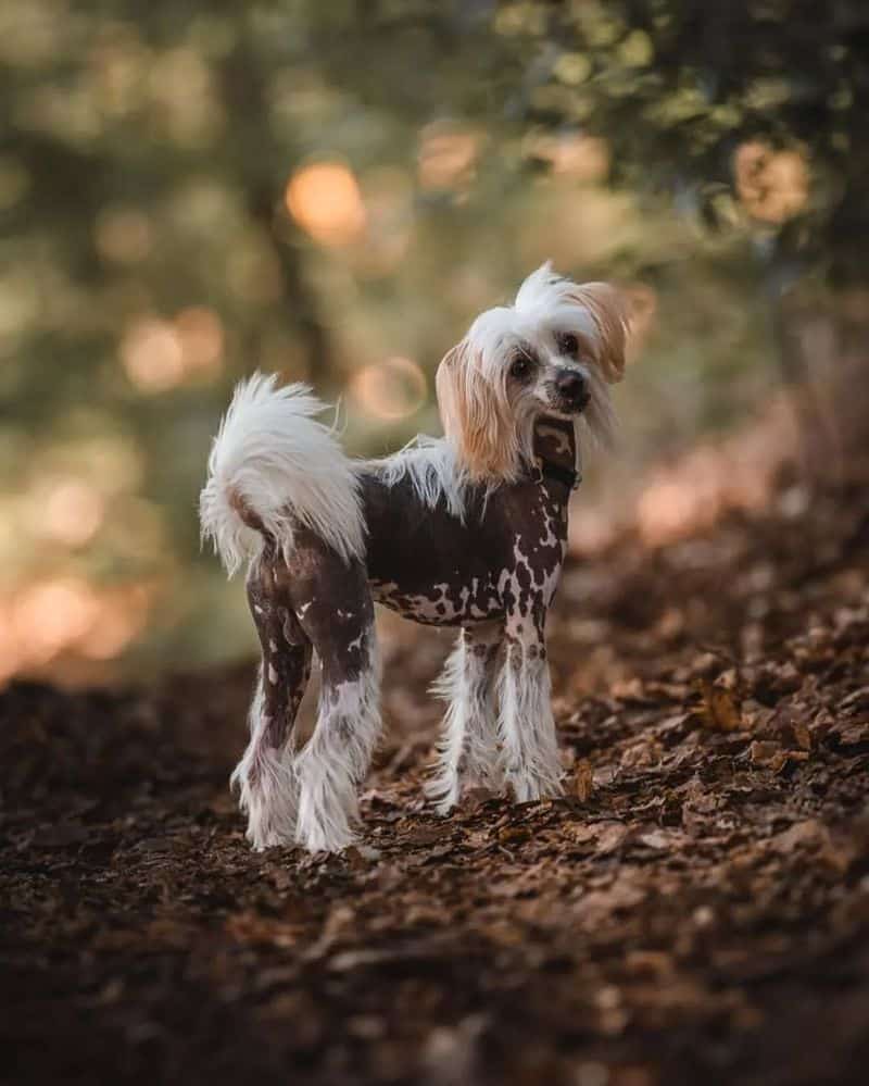 Hairless Chinese Crested Dog