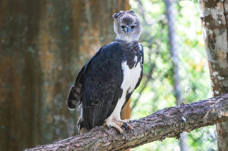 Harpy Eagle