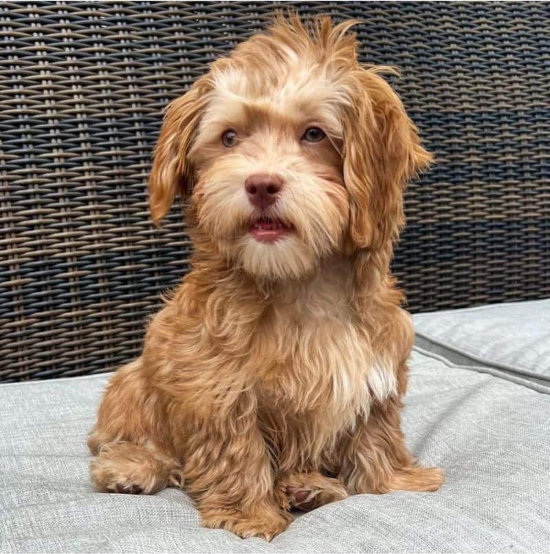 Havanese