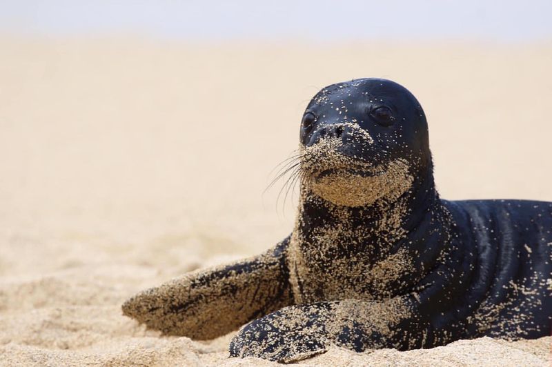 Hawaiian Monk Seal