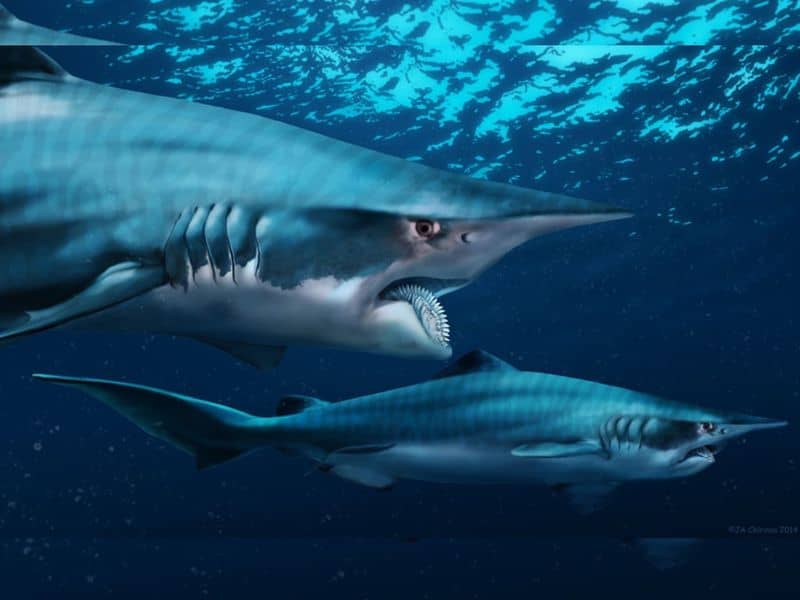 Helicoprion