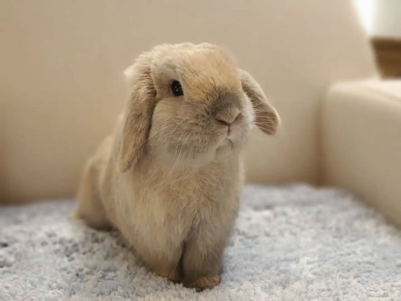 Holland Lop