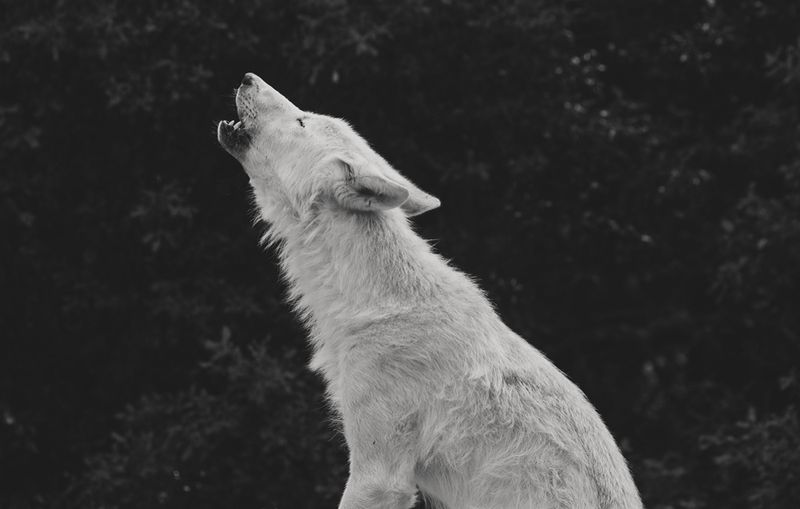 Howling Communication