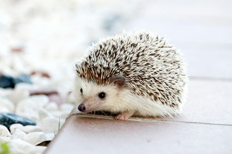 Independent Thinker - Hedgehog