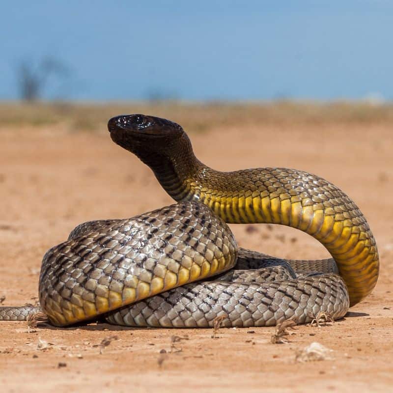 Inland Taipan