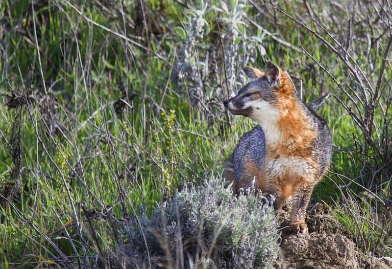 Island Fox