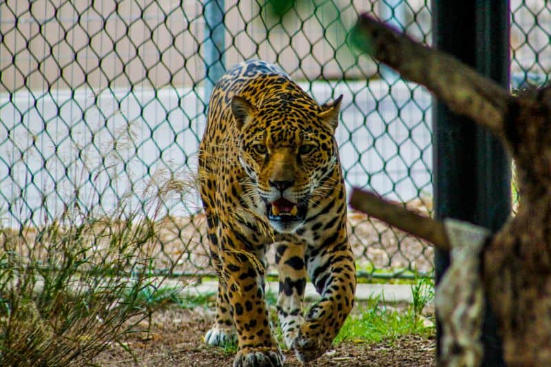 Jaguar