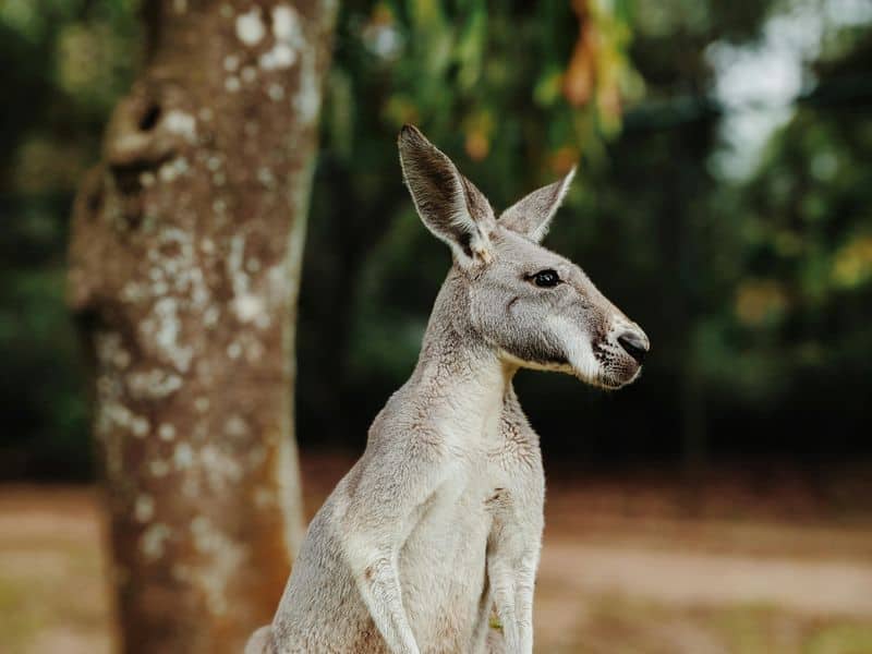 Kangaroo