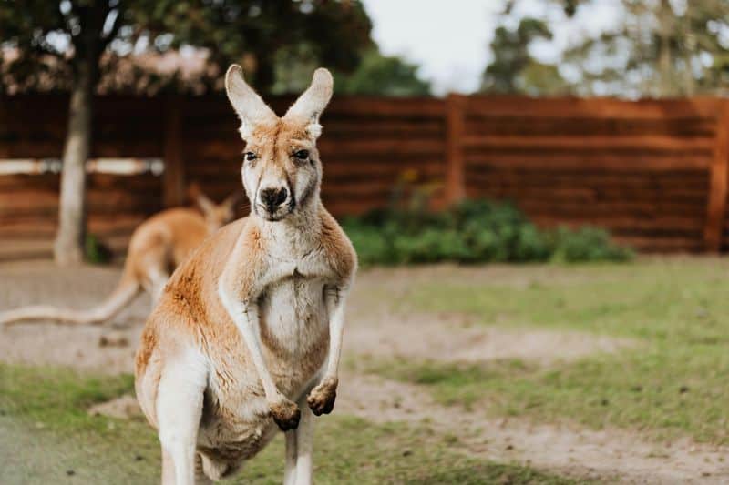 Kangaroo