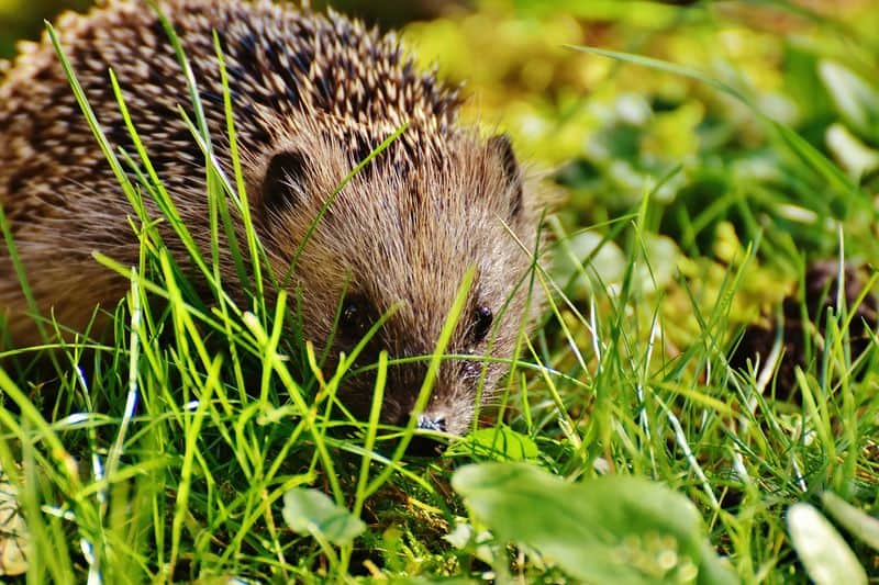 Keep the Garden Chemical-Free