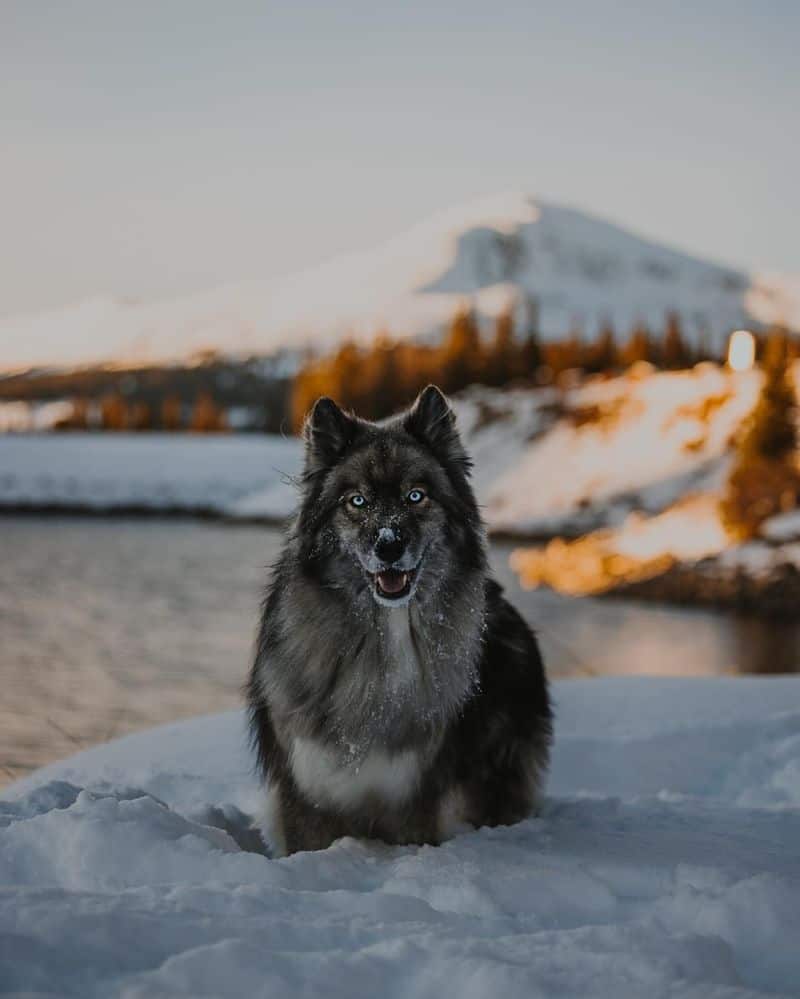 Keeshond