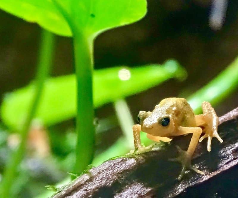 Kihansi Spray Toad