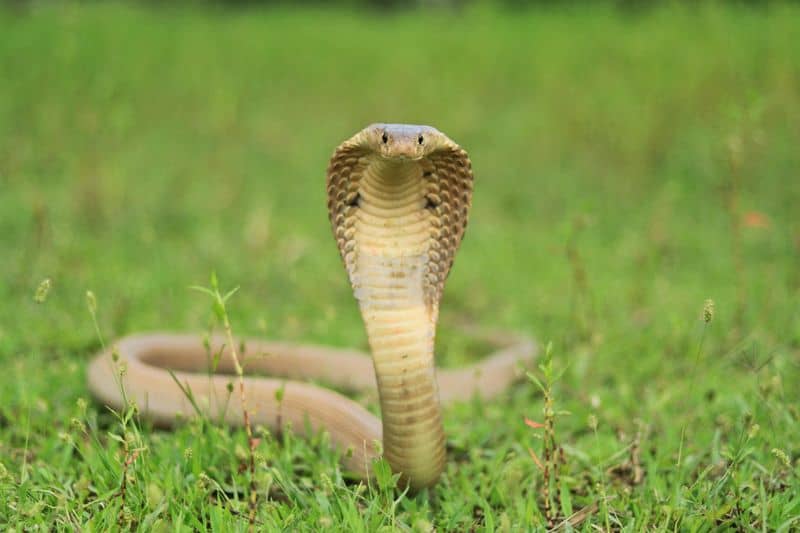 King Cobra