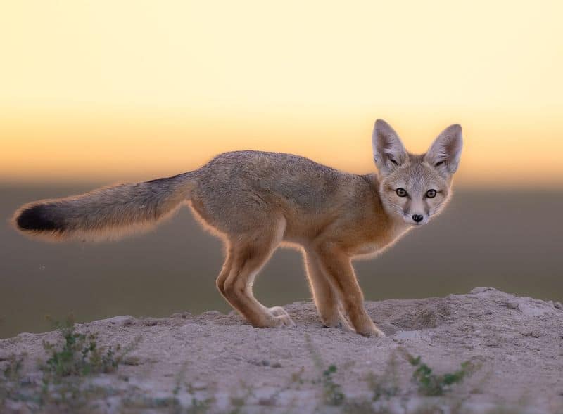 Kit Fox