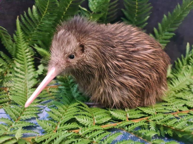 Kiwi