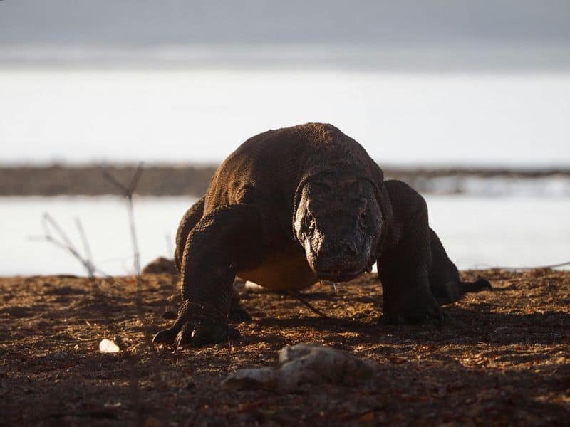 Komodo Dragon