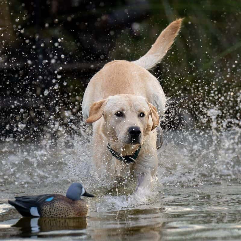 Labrador Retriever