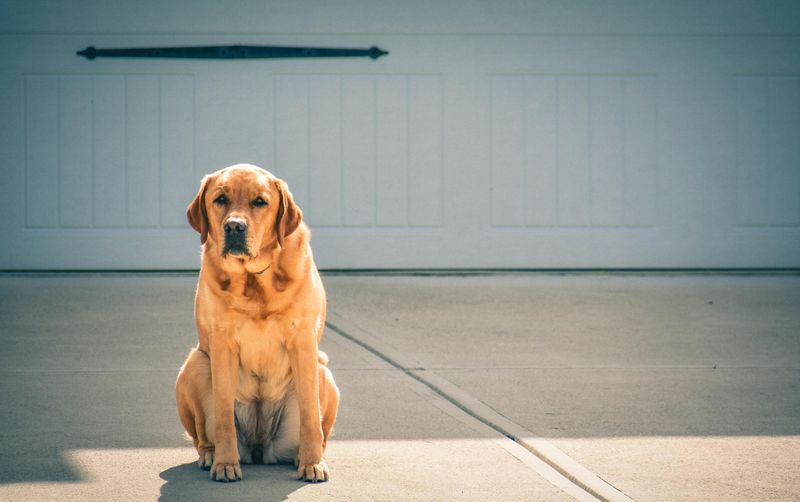 Labrador Retriever