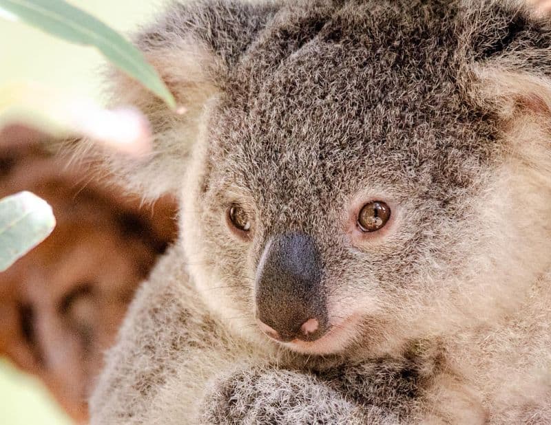 Laid-back Observer - Koala