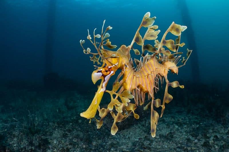 Leafy Sea Dragon