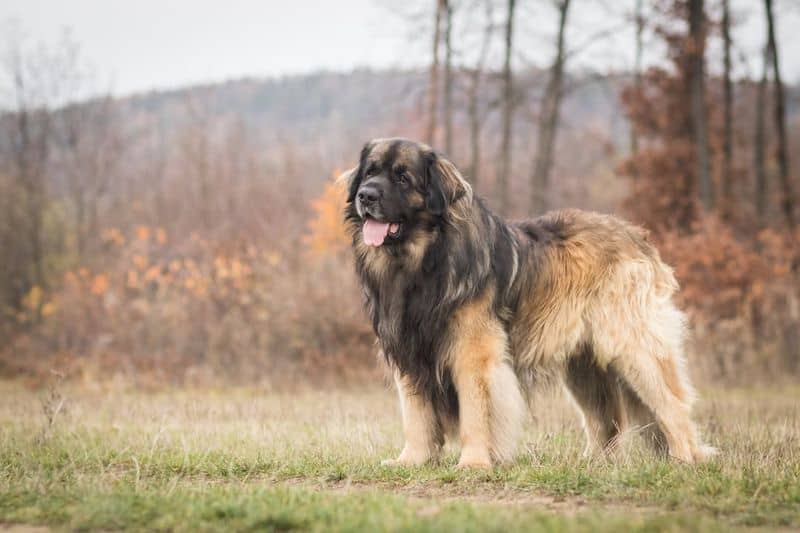 Leonberger