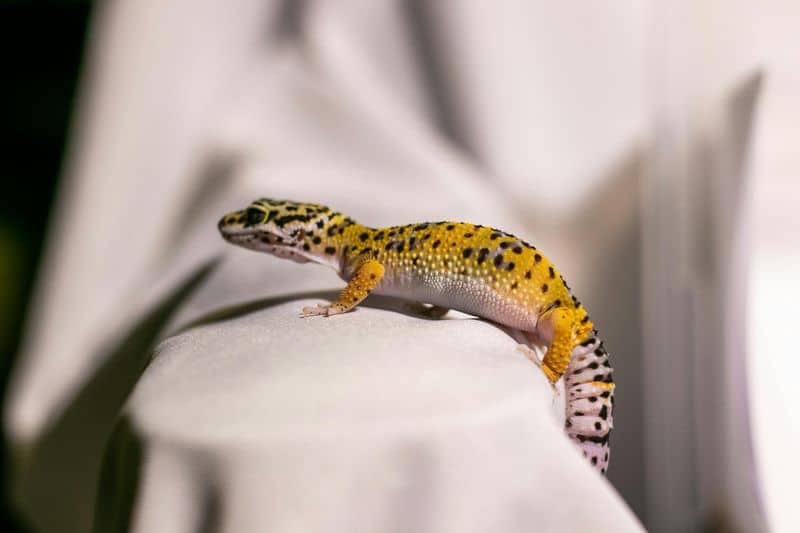 Leopard Gecko