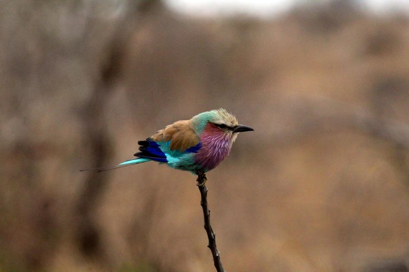 Lilac-breasted Roller