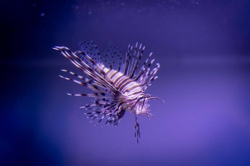 Lionfish