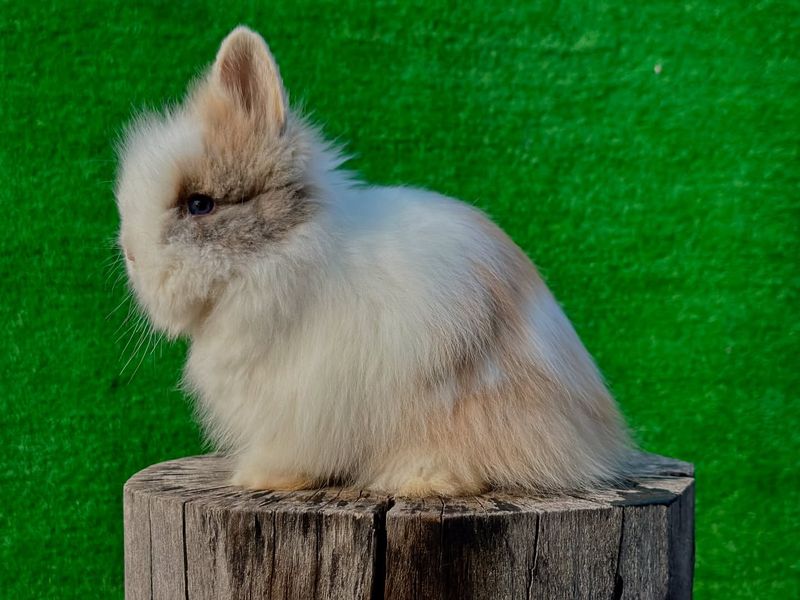 Lionhead