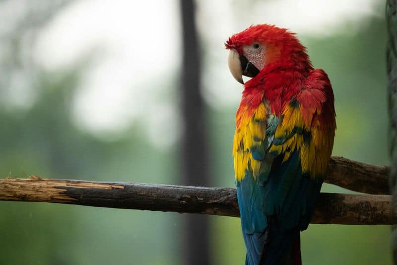 Macaw