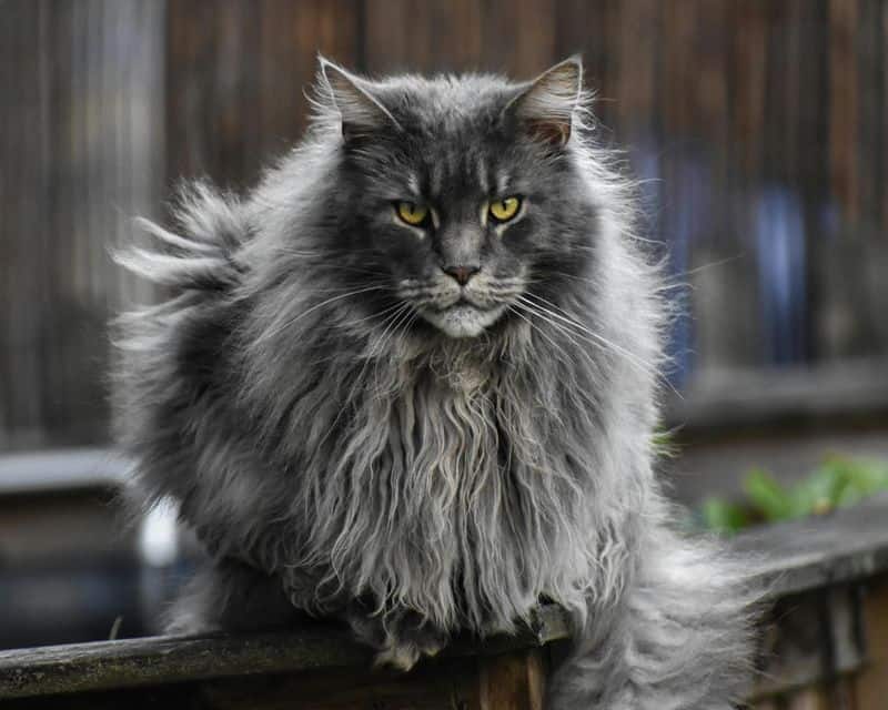 Maine Coon Cat