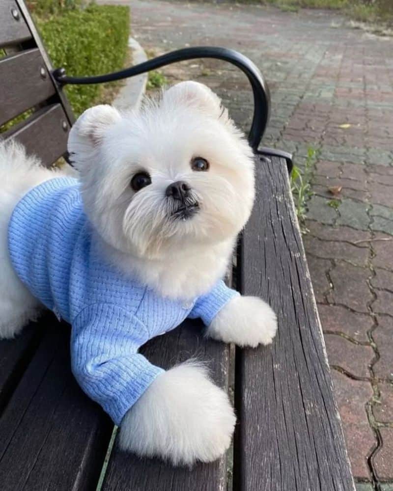Maltese