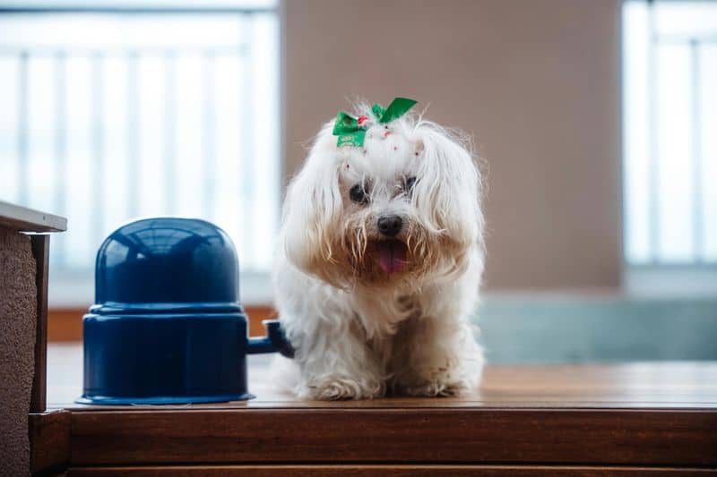 Maltese