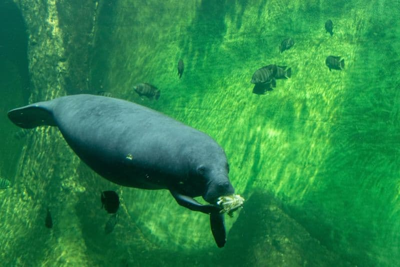 Manatees