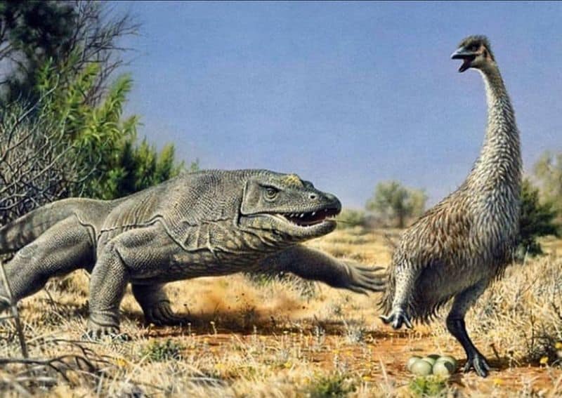 Megalania