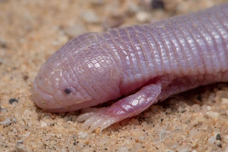 Mexican Mole Lizard